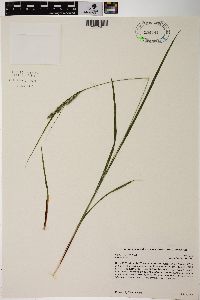 Carex virescens image