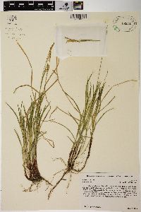 Carex woodii image