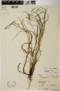 Carex woodii image