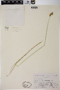 Carex suberecta image