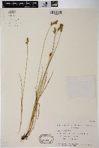 Carex suberecta image