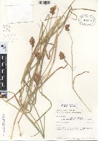 Carex tribuloides var. tribuloides image