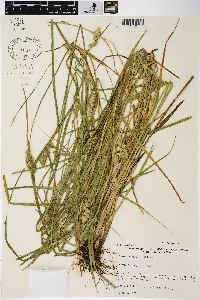 Carex tribuloides var. tribuloides image