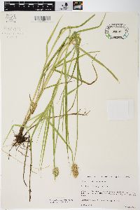 Carex tribuloides var. tribuloides image