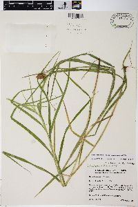 Carex tribuloides var. sangamonensis image