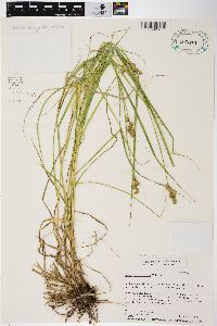 Carex tribuloides var. tribuloides image