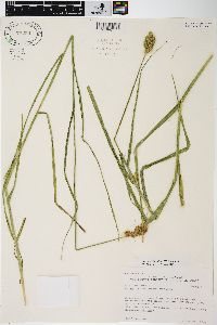 Carex tribuloides var. tribuloides image