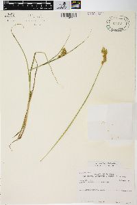 Carex tribuloides var. tribuloides image