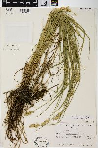 Carex tribuloides var. tribuloides image