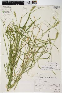 Carex tribuloides var. tribuloides image