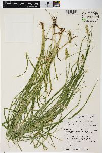 Carex tribuloides var. tribuloides image