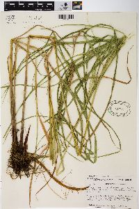 Carex trichocarpa image