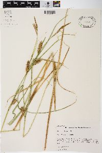 Carex trichocarpa image