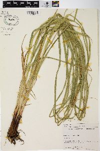 Carex trichocarpa image