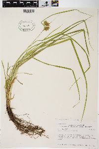 Carex tuckermanii image