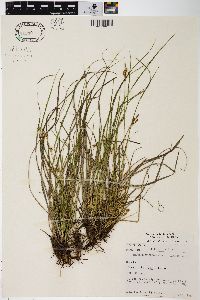 Carex umbellata image