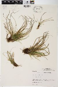 Carex umbellata image