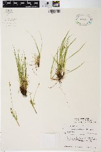 Carex umbellata image