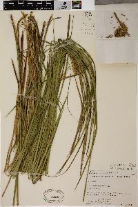 Carex vesicaria image