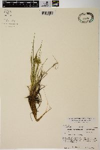 Carex viridula image