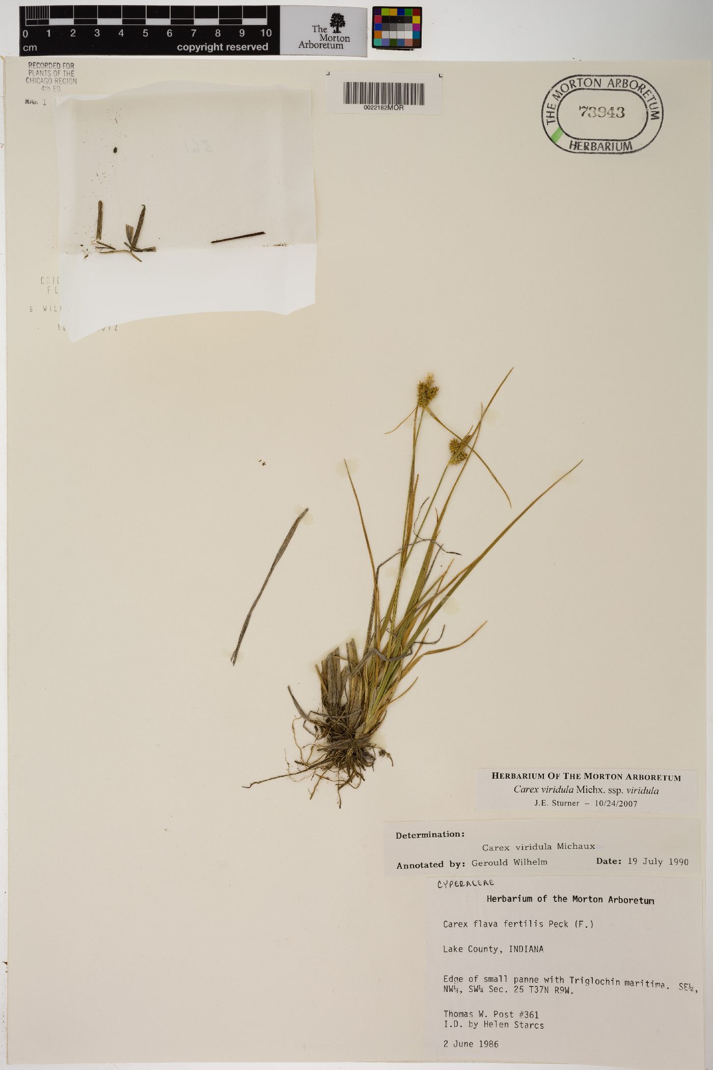 Carex viridula subsp. viridula image