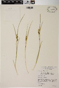 Carex viridula image