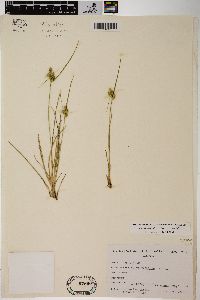 Carex viridula subsp. viridula image