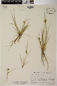 Carex viridula image