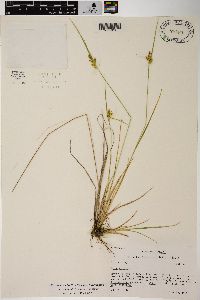 Carex viridula subsp. viridula image