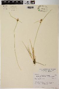 Carex viridula image