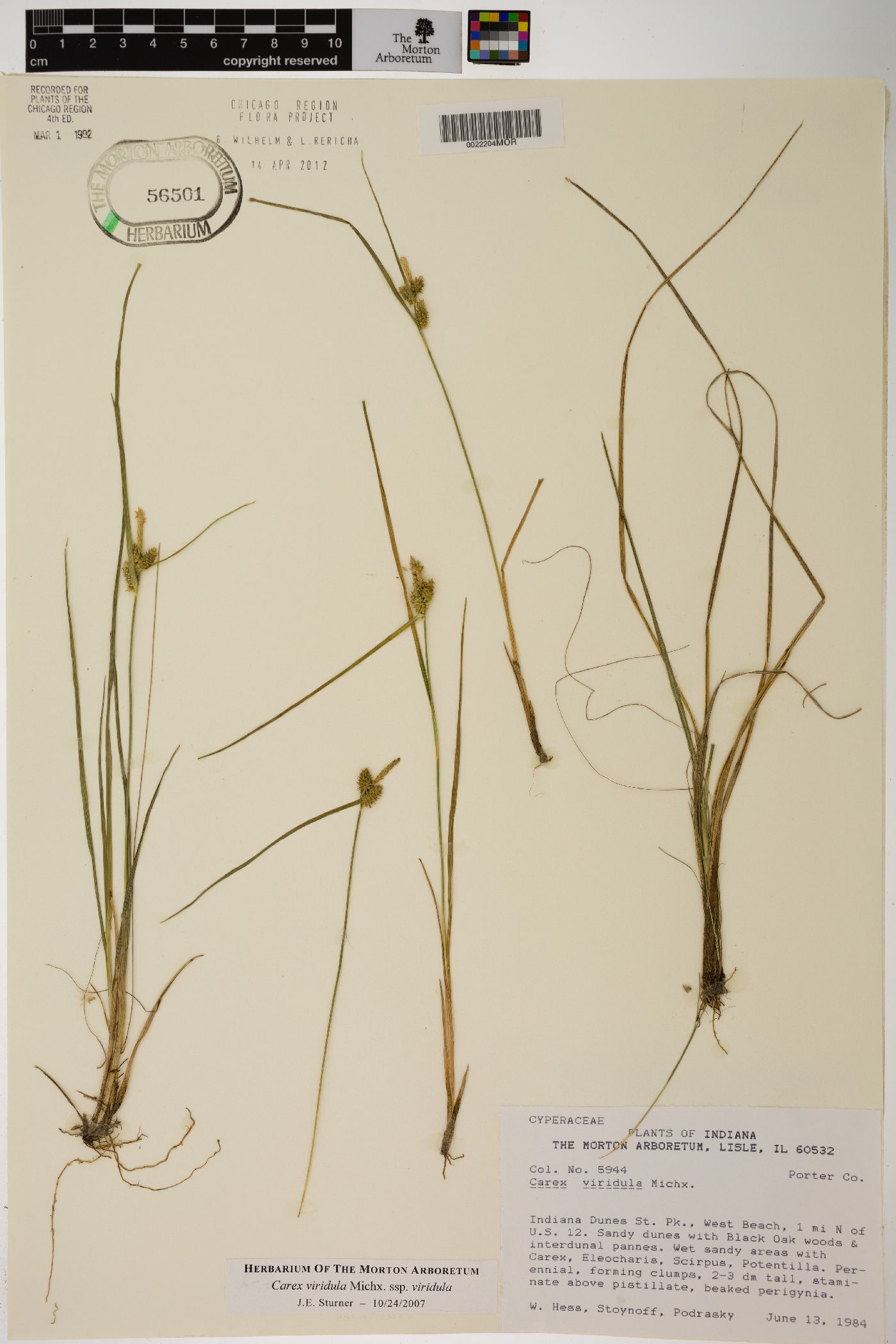 Carex viridula subsp. viridula image