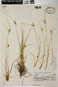 Carex viridula image