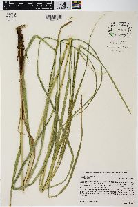 Carex trichocarpa image