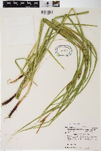 Carex trichocarpa image