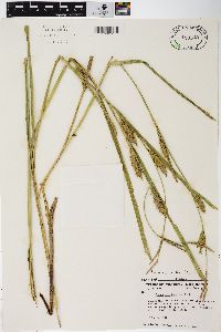 Carex trichocarpa image