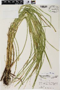 Carex trichocarpa image