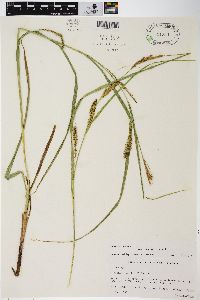 Carex trichocarpa image