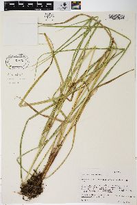 Carex trichocarpa image