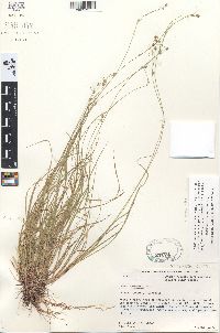 Carex trisperma image