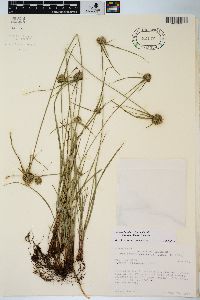 Cyperus lupulinus image