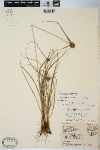 Cyperus lupulinus image