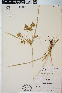 Cyperus esculentus var. leptostachyus image