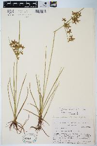 Cyperus dentatus image