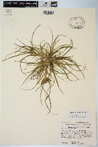 Cyperus erythrorhizos image