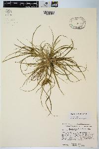 Cyperus erythrorhizos image