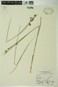 Cladium mariscoides image