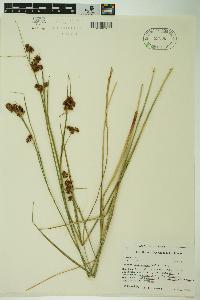 Cladium mariscoides image