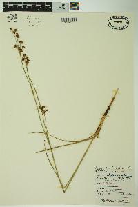 Cladium mariscoides image