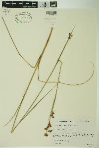 Cladium mariscoides image