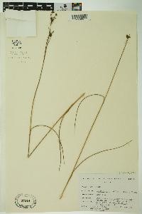 Cladium mariscoides image